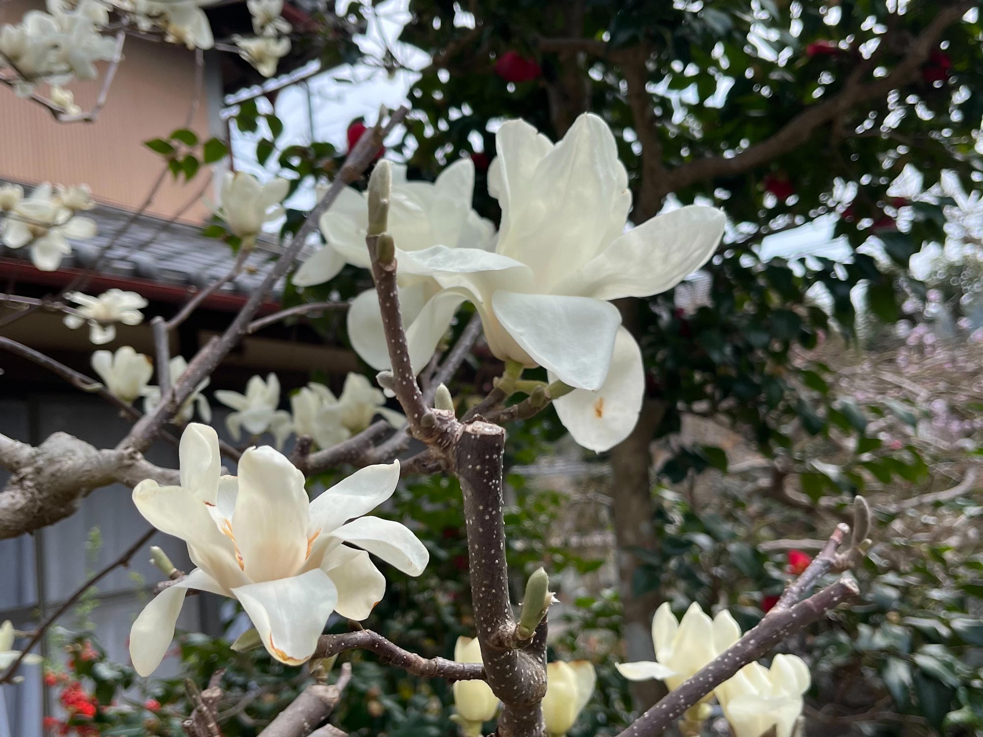 白木蓮